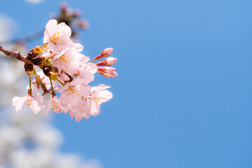 青空を背景にピンク色の桜の花のアップ
