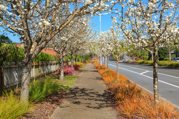 A sidewalk in an attractive residential suburb, with flowering white cherry blossom trees and colorful plants