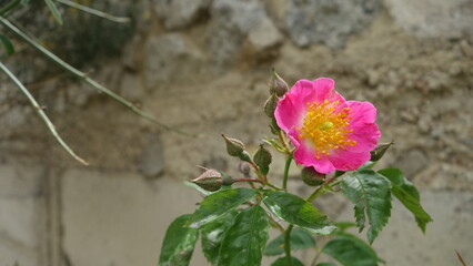 Pink flower with yellow center , on the background of a stone wall