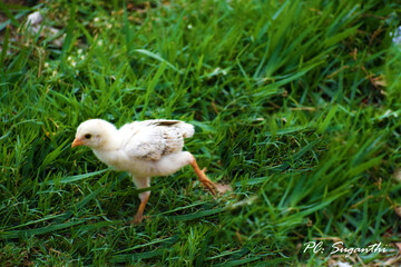 white chicken in the grass