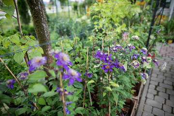 Purple Heliotrope in cuttings at the garden store. Flowering plant.