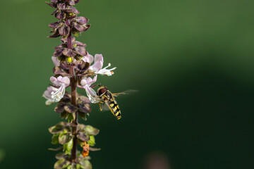 Bee flying on a flower