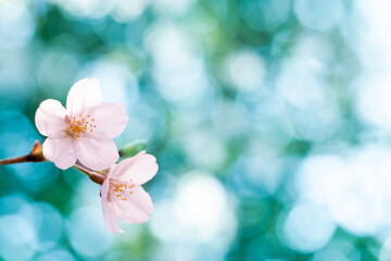 ピンク色の桜の花のクローズアップ