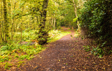 Fototapeta na wymiar Forest Path Walk