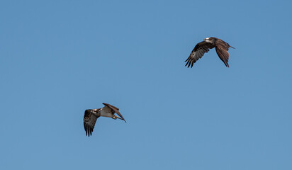並んで飛ぶ二羽のミサゴ