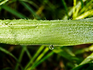amazing view of dew on grass close up in the morning