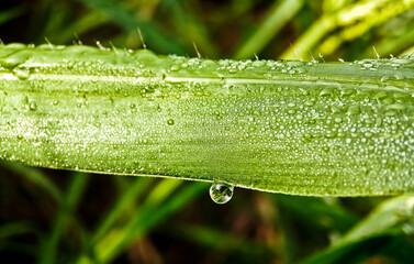 amazing view of dew on grass close up in the morning