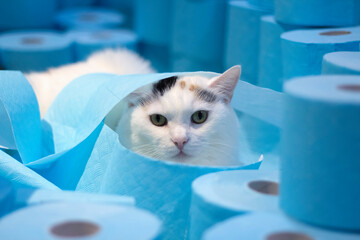 Gatto in mezzo a rotoli di carta igienica