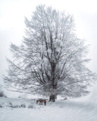 Winter scenery , a tree and a horse under the snowfall