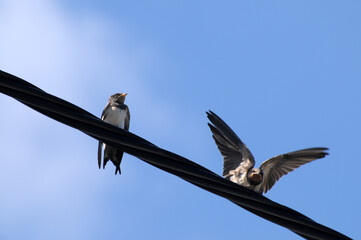 Fütterung von Jungschwalben