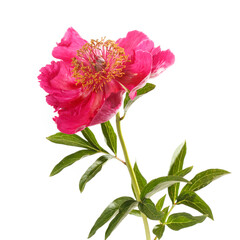 Peony flower with magenta petals and a yellow center isolated on a white background.