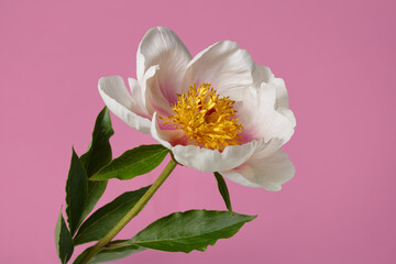 Naklejka na ściany i meble Elegant white simple shape peony flower with pink strokes on petals isolated on pink background.