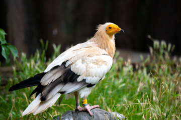 Egyptian vulture close-up profile view