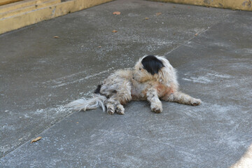 Obraz premium White dog sleep on the cement floor.