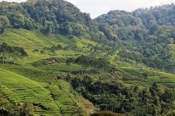 Obraz premium Beautiful Green Tea Plantation Landscape in Indonesia