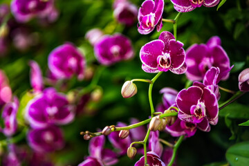 Fototapeta na wymiar Beautiful orchid flower and green leaves background in the garden .Orchids close up
