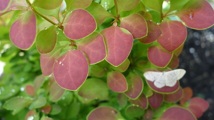 burgundy and green leaves of plants