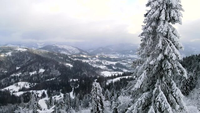 aerial view of sunrise above winter carpathian mountains