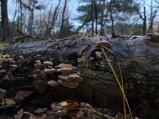 autumn in the forest