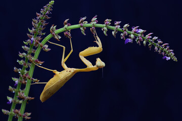 A yellow praying mantis is looking for prey in a wildflower on a black background. This insect has the scientific name Hierodula sp. 