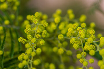 Obraz premium Macro picture of Mimosa tree(Acacia pycnantha, golden wattle) in Italy,Gold yellow flowers bloom in January to March like full sun.Italian nature,Italy