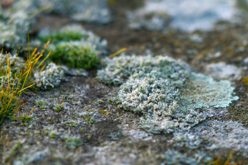 Biodiversity and Symbiosis between fungi - mossy- lichen,natural biology.Photosynthesis,winter in Italy.