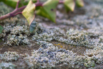 Biodiversity and Symbiosis between fungi - mossy- lichen,natural biology.Photosynthesis,winter in Italy.