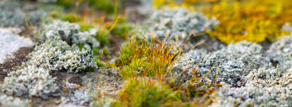 Natural Branner of Biodiversity and Symbiosis between fungi - mossy- lichen,natural biology.Photosynthesis,winter in Italy.