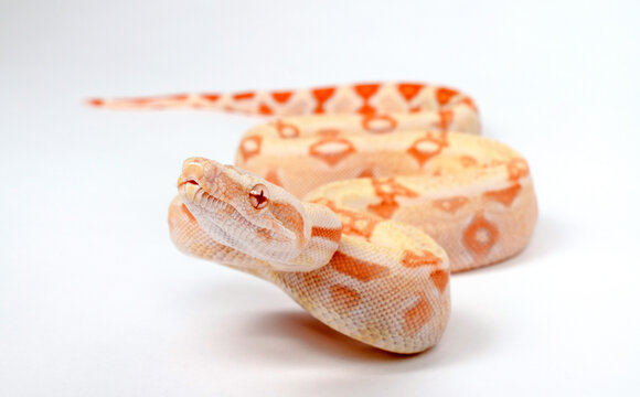 Red-tailed boa // Abgottschlange (Boa constrictor) - Albino