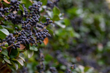 In nature, berries are ripe on ordinary privet - ligustrum vulgare.