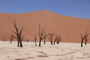 The famous Deadvlei in Namibian Desert