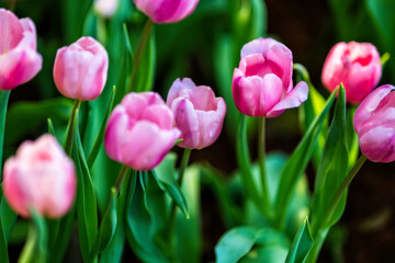 Fototapeta premium Pink tulips in the garden