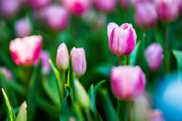 Obraz premium Pink tulips in the garden