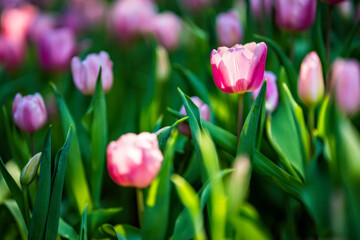 Pink tulips in the garden