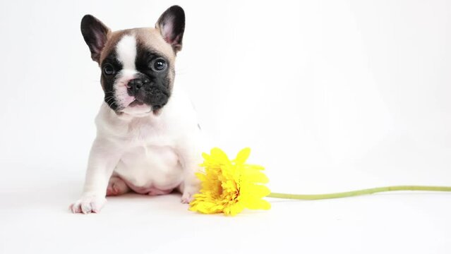 a French bulldog puppy sits with a flower on a white background