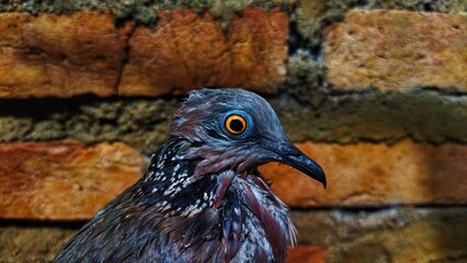 Beautiful Sri Lankan wood pigeon in front of the house