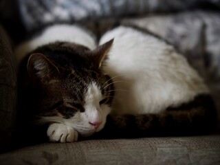 Sleeping Tabby Cat 