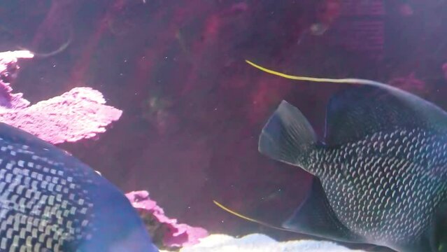 Close up of French angelfish of aquarium fish tank of coral reef. Pomacanthus paru species living in the Western and eastern Atlantic Ocean, the Gulf of Mexico and the Caribbean.