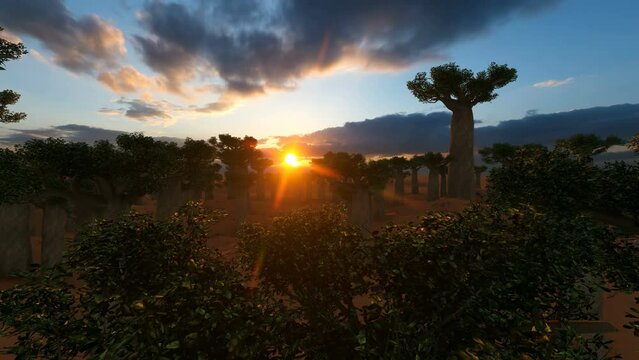  African baobab trees agains beautiful sunset.
