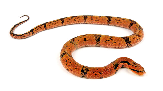 Bambusnatter // Bamboo Snake, Bamboo False Cobra (Pseudoxenodon bambusicola)