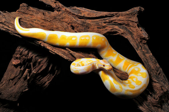 Ball python // K&ouml;nigspython (Python regius) - Albino 