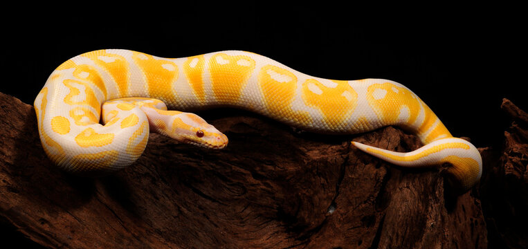 Ball python // K&ouml;nigspython (Python regius) - Albino 