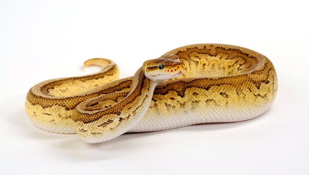 Ball python // K&ouml;nigspython (Python regius) - colour-morph