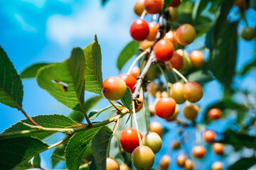 Bunch of ripe cherries in orchard - close-up photograph