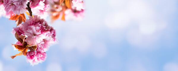 beautiful flowering cherry tree branch isolated on blue sky background illuminated from sunshine in spring, sakura background concept with copy space