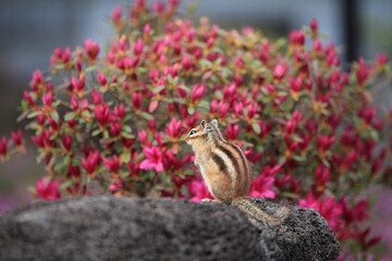striped squirrel looking at flowers
