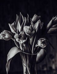 tulips flowers in black and white 
