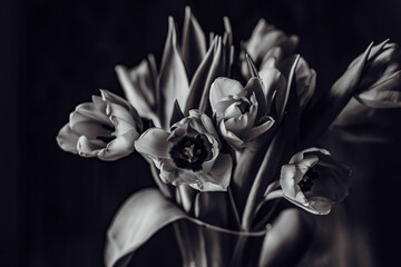 tulips flowers in black and white 