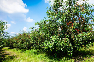 Fototapeta na wymiar Ripe cherries on trees in cherry orchard