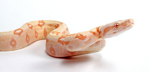 Red-tailed boa // Abgottschlange (Boa constrictor) - Albino